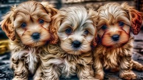 4K  Puppy's