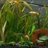 african fishtank