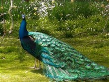 the magnificent peacock