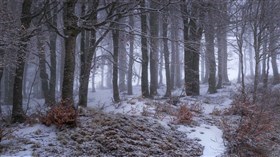 Deep in Winterforest