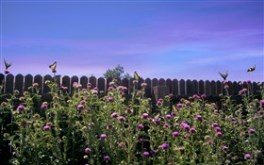 Thistle Weeds