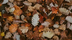 Dry Autumn Leaves on Ground