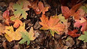 Fall leaves in Kolob Canyon