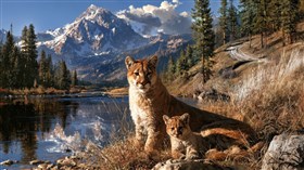 Mama Cat