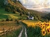 Sunflower Season