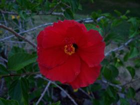Hibiscus