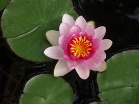 Water Lily