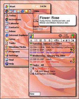 Rose