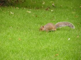 Out For Nuts