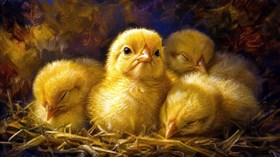 Fluffy Chicks