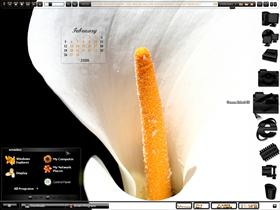 calla lily SS