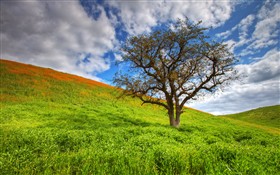 Spring Tree