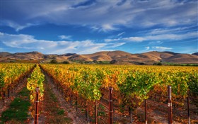Vineyard