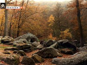 Fall Forest (1024 x 768)