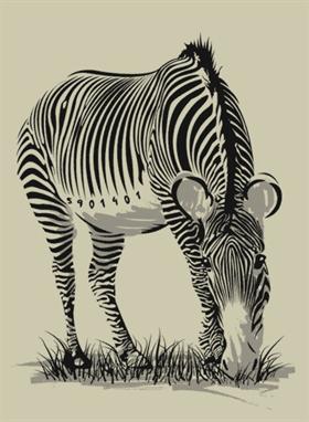 Zebra