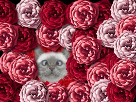 Rose Surprise