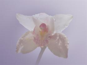 Orchid