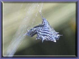 Alien Arachnid