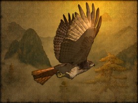 Hawk_wallpak