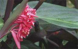 Humbird