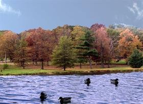 Geese near the shore