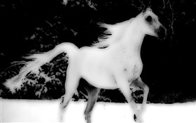 Yer-Stallion