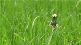 Dandelion