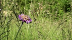 Beautiful Flower