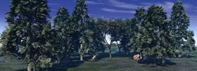 Forrest Scene (Day)