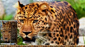 Stalking