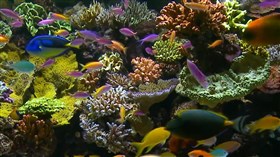 Colorful_Coral_Aquarium