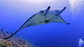 Tubbataha_Reef_Graceful_Ray