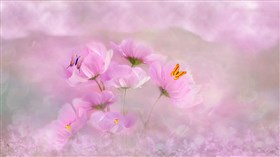 Pink_Garden