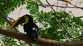 Jungle_Toucan