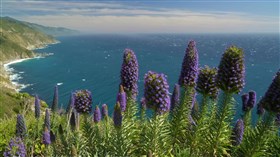 Purple_Flower_Overlook