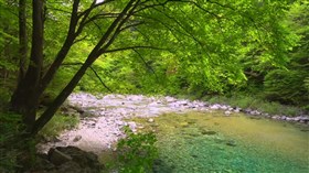 Special_Green_Creek