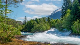Beautiful Split Forest River