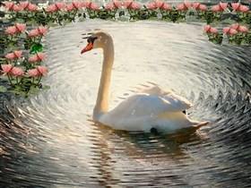 Lone_Swan