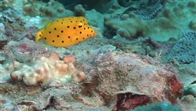 Yellow_Box_Fish