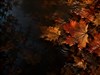 Ember Glow Wallpapers