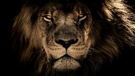 Animated Lion