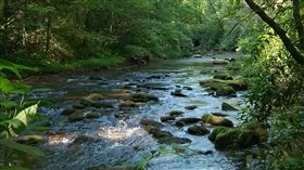 Forest River