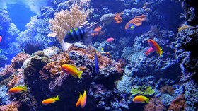 Coral Reef Fish