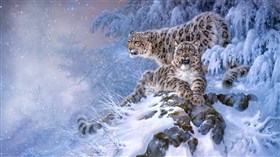 4K Snow Leopards