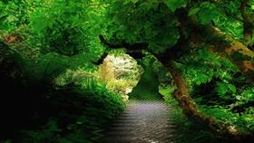 Jungle Gardens Dream