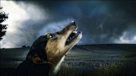 Storm Doggie