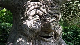 Live Oak Singing Tree