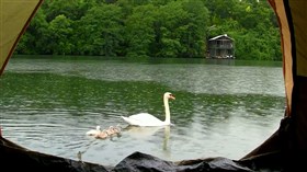 Rainy Swan Lake