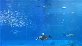 Sea Aquarium 3