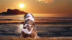 A Dogs Life